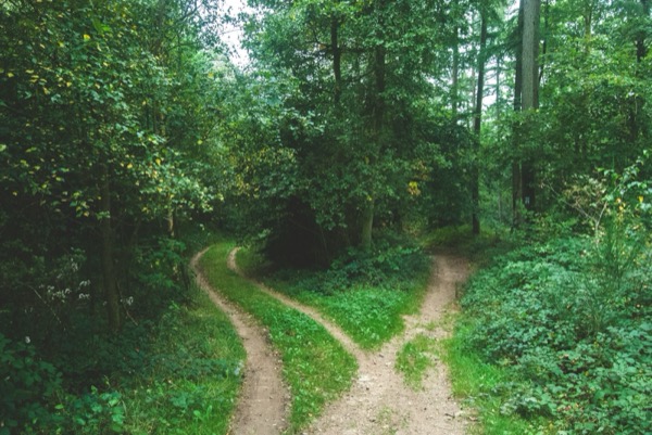 Winding forest path splitting in two directions